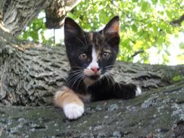 Apartman V�r�sdomib Vend�h�z