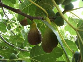 Apartman V�r�sdomib Vend�h�z