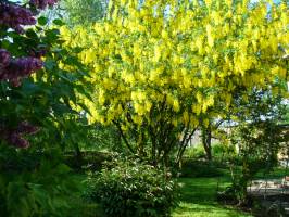 Musk�tli Vend�gh�z