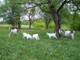 Fecskef�szek Vend�gh�z