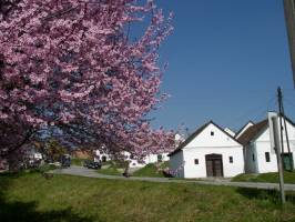 Borvir�g Vend�gh�z