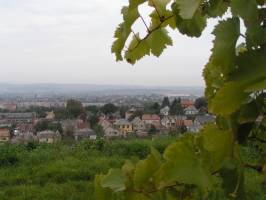 Geszler Csal�di Pinc�szet